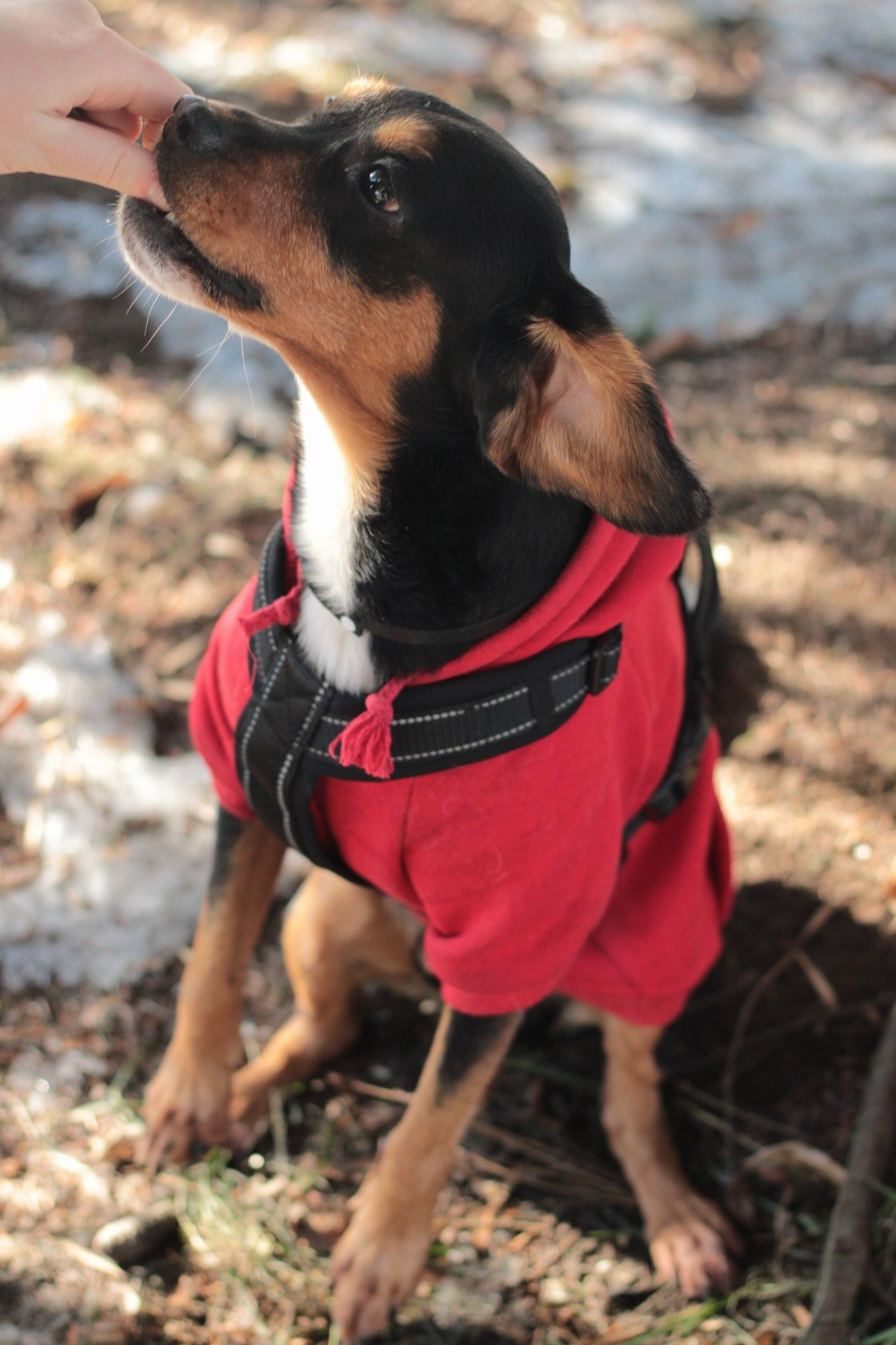 Маша и Кекс. Катя Попова|ЛайфСтайл фотограф