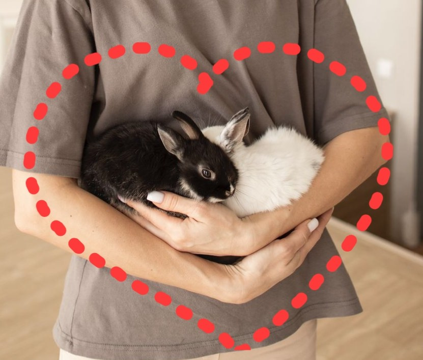 Фотосессия с кроликами аренда