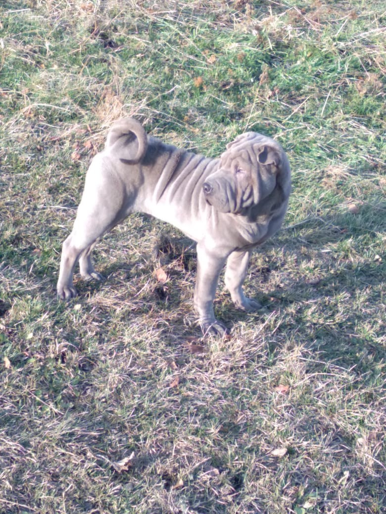 Купить Шарпей Саратов, Купить Шарпея Саратов, Купить щенка Шарпей Саратов, ТОП питомник Шарпеев Саратов, Питомник Шарпей  Саратов, 