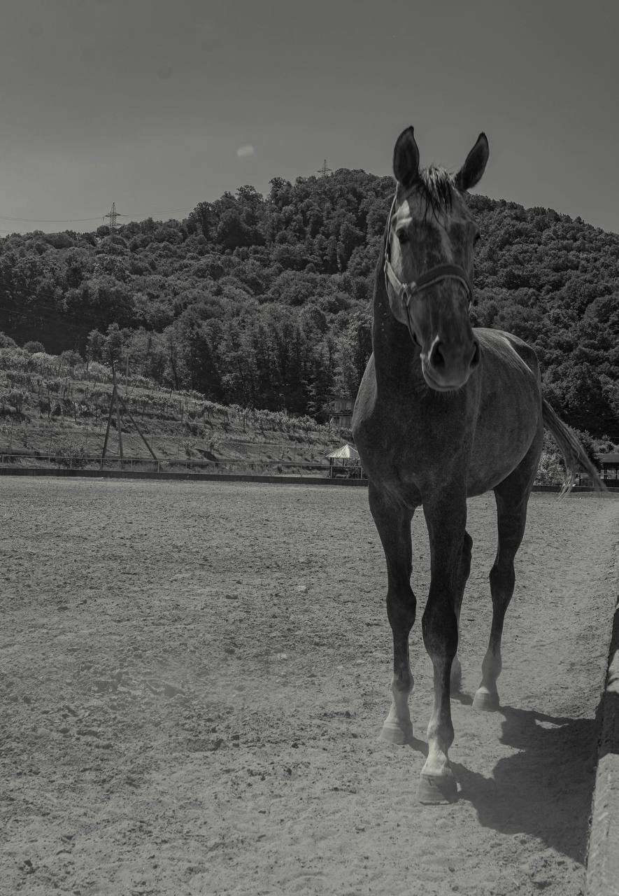 Фотосессия на конюшне в Сочи. Портфолио фотографа Анастасии Блохиной