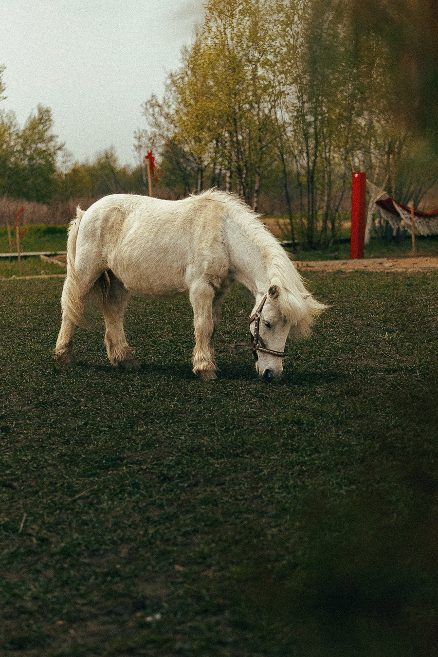 Ферма Альпак Владивосток. Oskar Dallas — professional photographer in Moscow