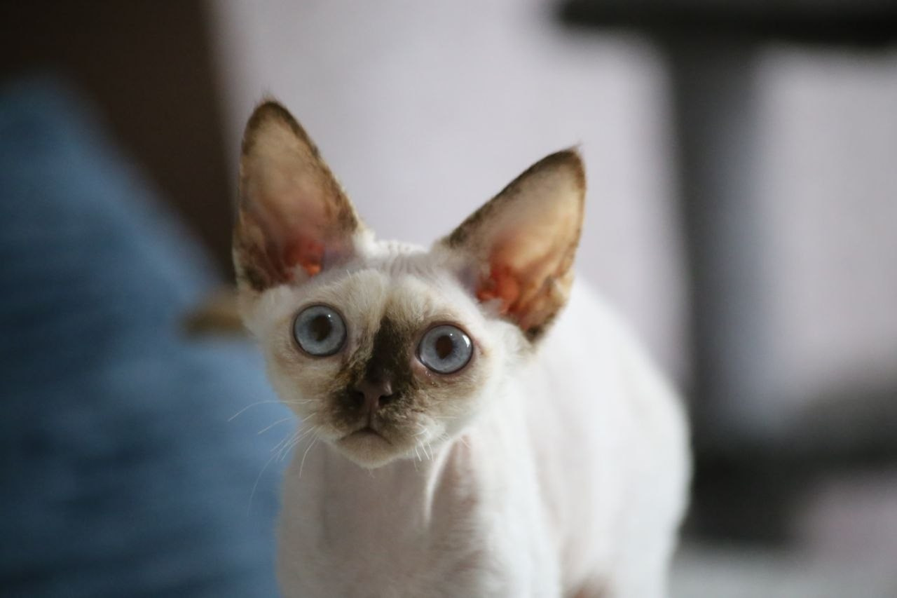 💜DRX h 33 кошка Nevskiy Favorite  Jalina д/р 15.11.25. Nevskiy Favorite — питомник девон-рексов в Санкт-Петербурге. Здоровые, ласковые и редкие котята