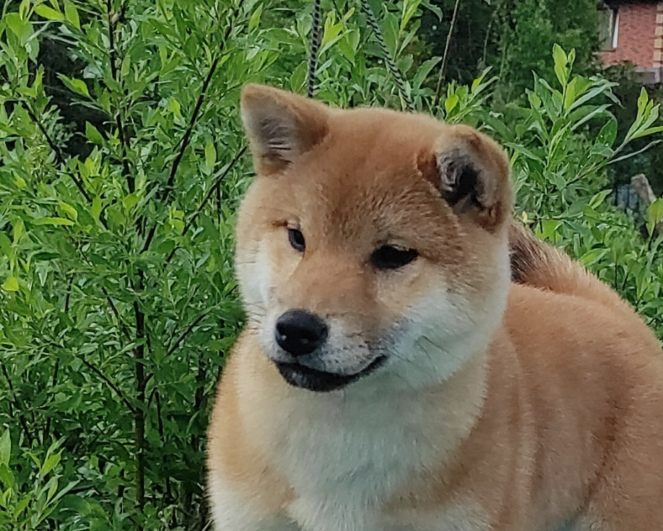 сиба питомник Рубилайт щенки на продажу rubylight  сиба щенки купить