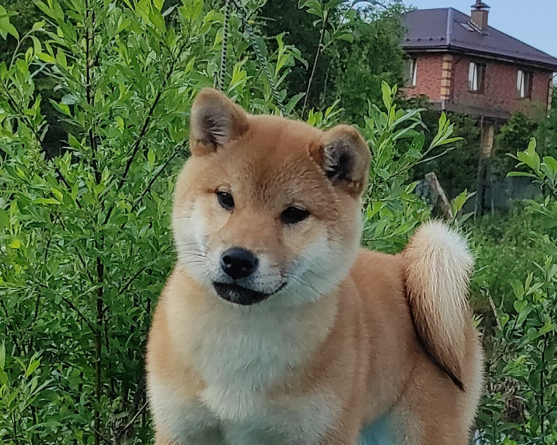 сиба питомник Рубилайт щенки на продажу rubylight  сиба щенки купить