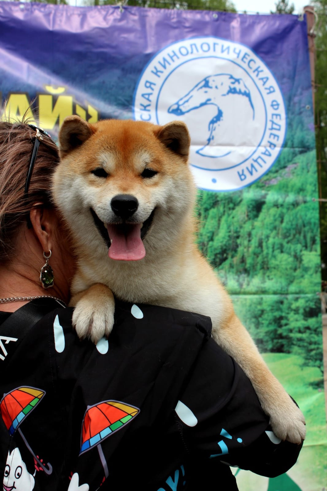 Щенки сиба-ину, шиба, Отец: SHIOMARU EVER DREAM Мать: TRIUMF SIBIRI AKIKO CHIKAKO, Санкт-Петербург, RUBYLIGHT kennel