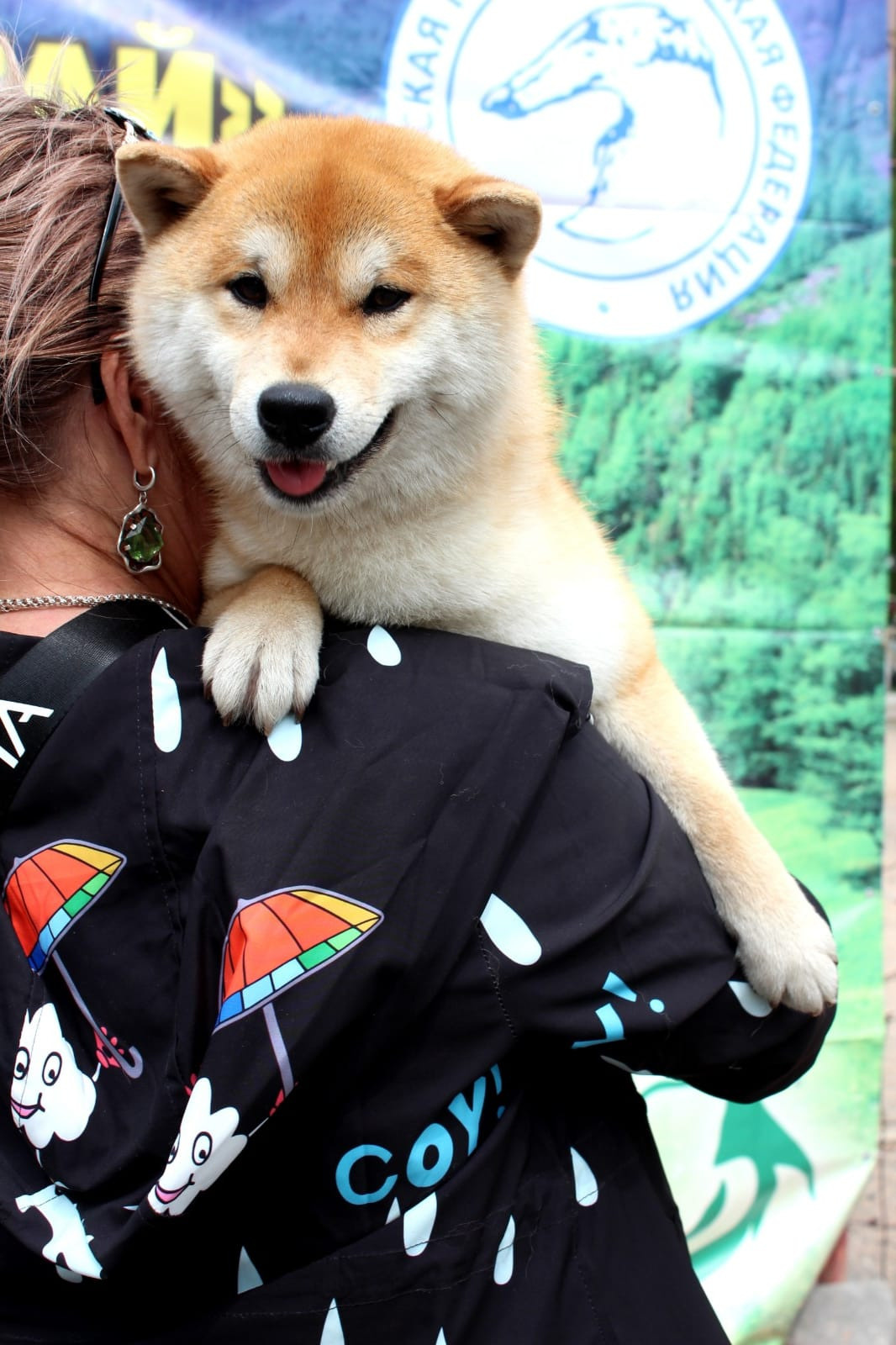 Щенки сиба-ину, шиба, Отец: SHIOMARU EVER DREAM Мать: TRIUMF SIBIRI AKIKO CHIKAKO, Санкт-Петербург, RUBYLIGHT kennel