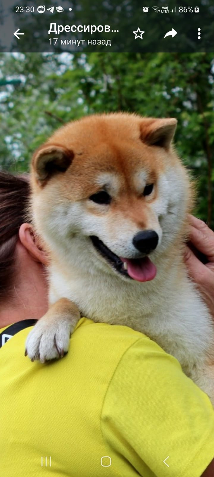 Щенки сиба-ину, шиба, Отец: SHIOMARU EVER DREAM Мать: TRIUMF SIBIRI AKIKO CHIKAKO, Санкт-Петербург, RUBYLIGHT kennel