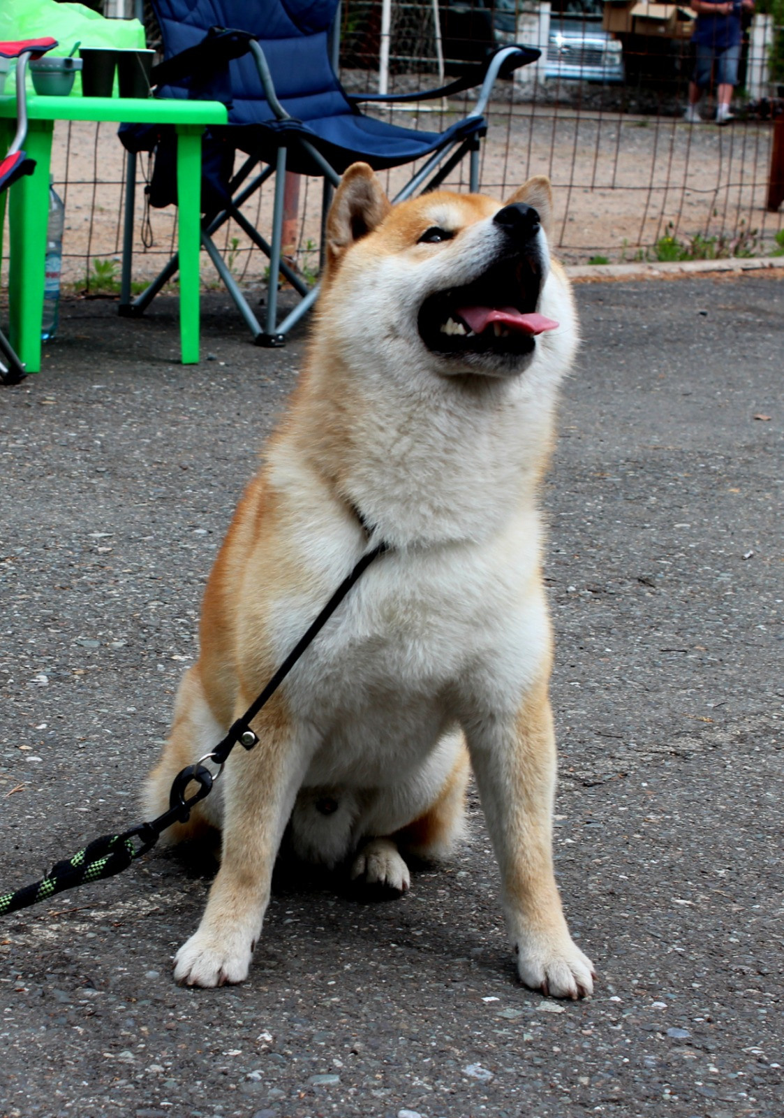 Щенки сиба-ину, шиба, Отец: SHIOMARU EVER DREAM Мать: TRIUMF SIBIRI AKIKO CHIKAKO, Санкт-Петербург, RUBYLIGHT kennel