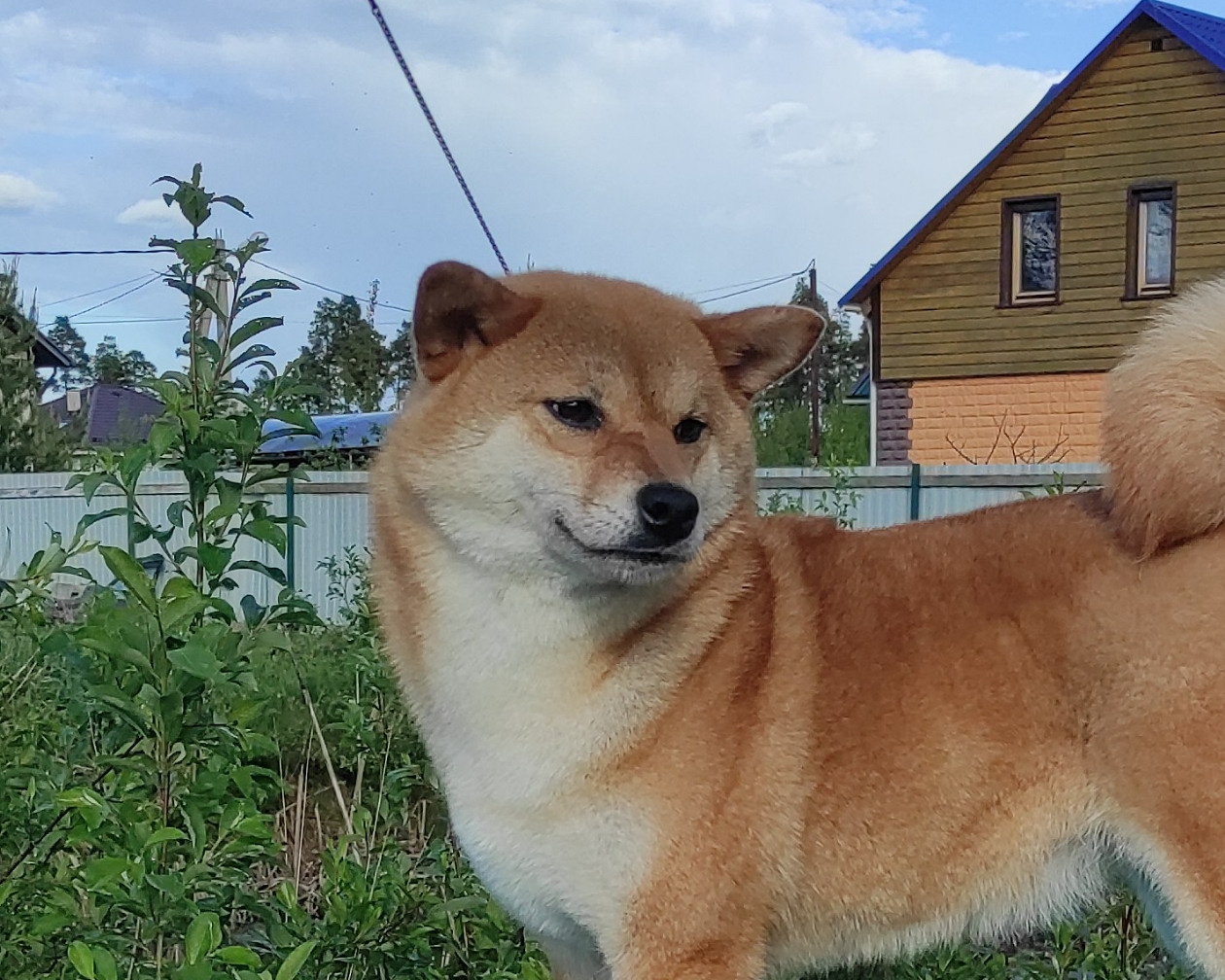 Питомник Рубилайт Сиба Эми* Exceligmos Zaffiro Verde