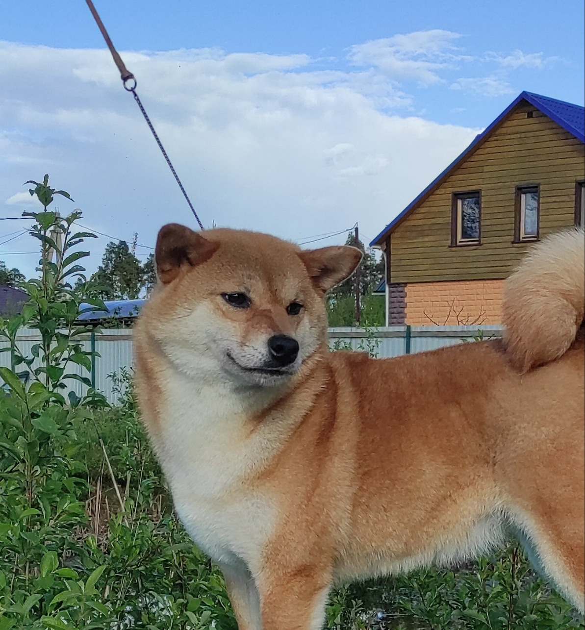 Питомник Рубилайт Сиба Эми* Exceligmos Zaffiro Verde