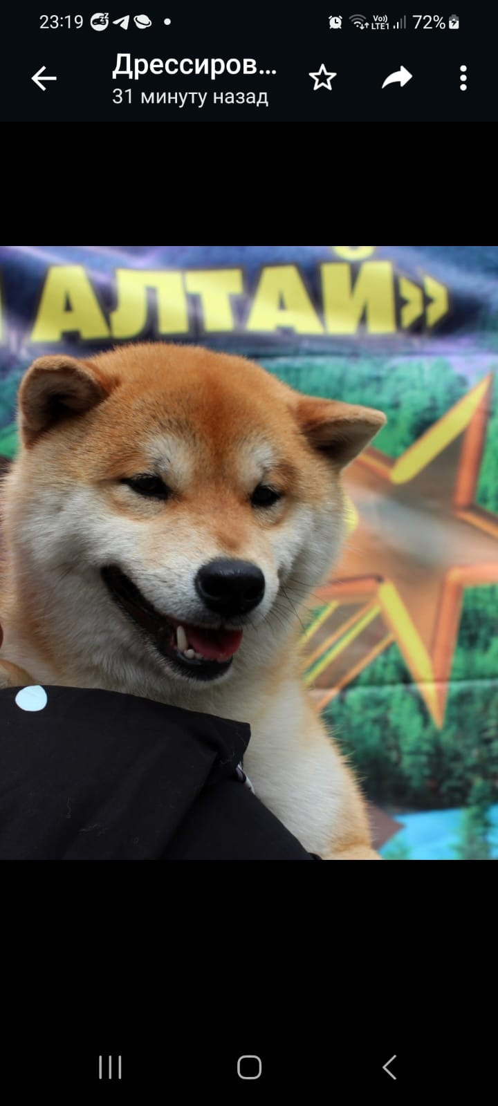 Щенки сиба-ину, шиба, Отец: SHIOMARU EVER DREAM Мать: TRIUMF SIBIRI AKIKO CHIKAKO, Санкт-Петербург, RUBYLIGHT kennel