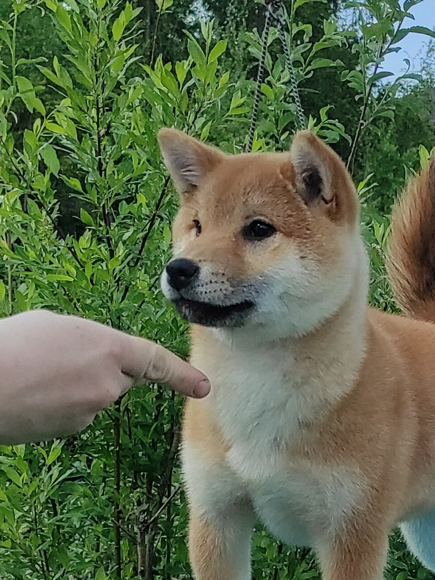 сиба питомник Рубилайт щенки на продажу rubylight  сиба щенки купить