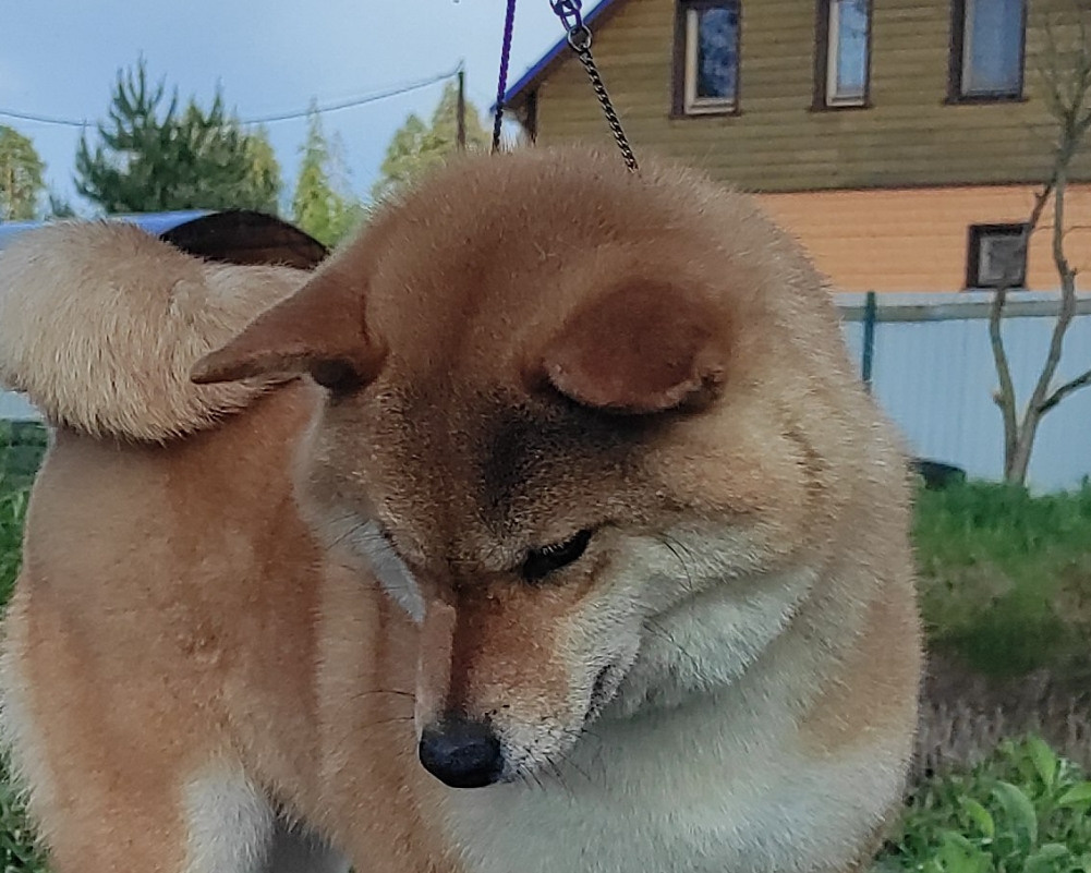 Питомник Рубилайт Сиба Эми* Exceligmos Zaffiro Verde