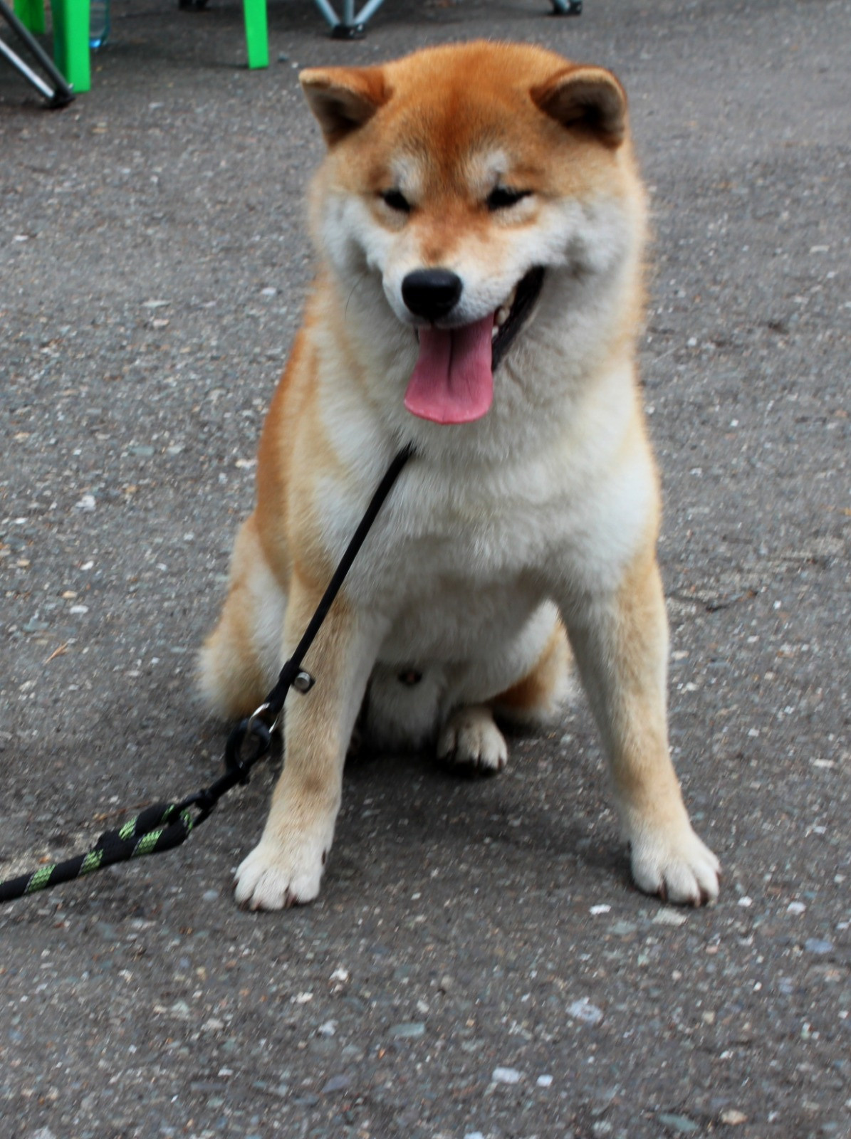 Щенки сиба-ину, шиба, Отец: SHIOMARU EVER DREAM Мать: TRIUMF SIBIRI AKIKO CHIKAKO, Санкт-Петербург, RUBYLIGHT kennel