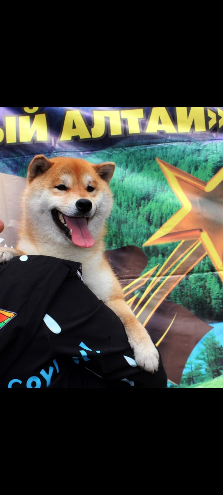 Щенки сиба-ину, шиба, Отец: SHIOMARU EVER DREAM Мать: TRIUMF SIBIRI AKIKO CHIKAKO, Санкт-Петербург, RUBYLIGHT kennel