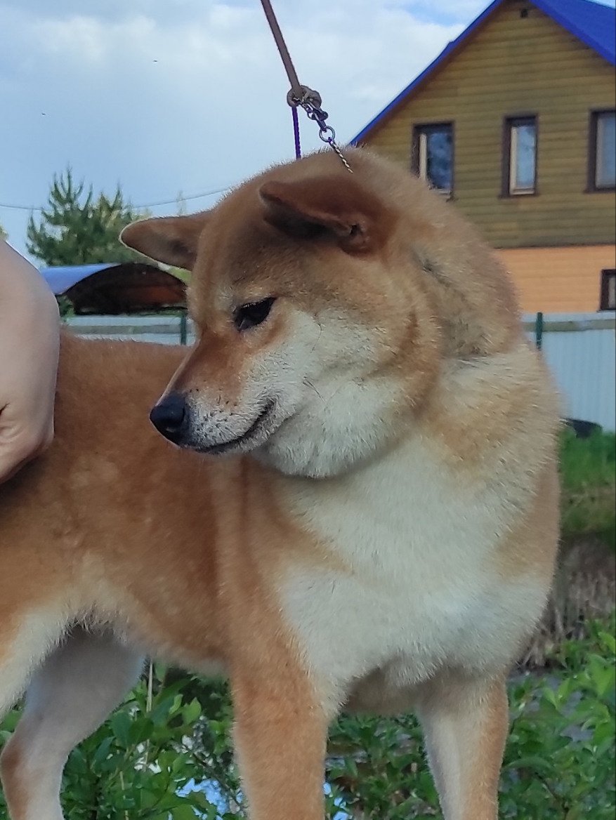 Питомник Рубилайт Сиба Эми* Exceligmos Zaffiro Verde