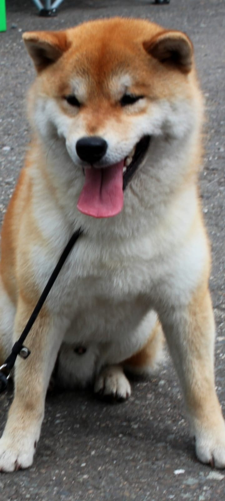 Щенки сиба-ину, шиба, Отец: SHIOMARU EVER DREAM Мать: TRIUMF SIBIRI AKIKO CHIKAKO, Санкт-Петербург, RUBYLIGHT kennel