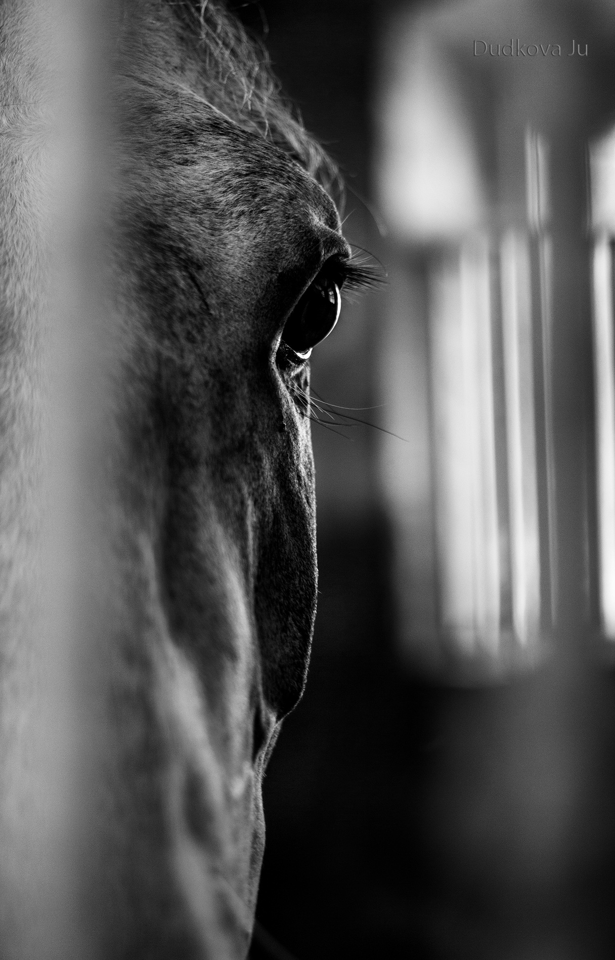 Другие лошади. Фотограф в Москве Дудкова Юлия