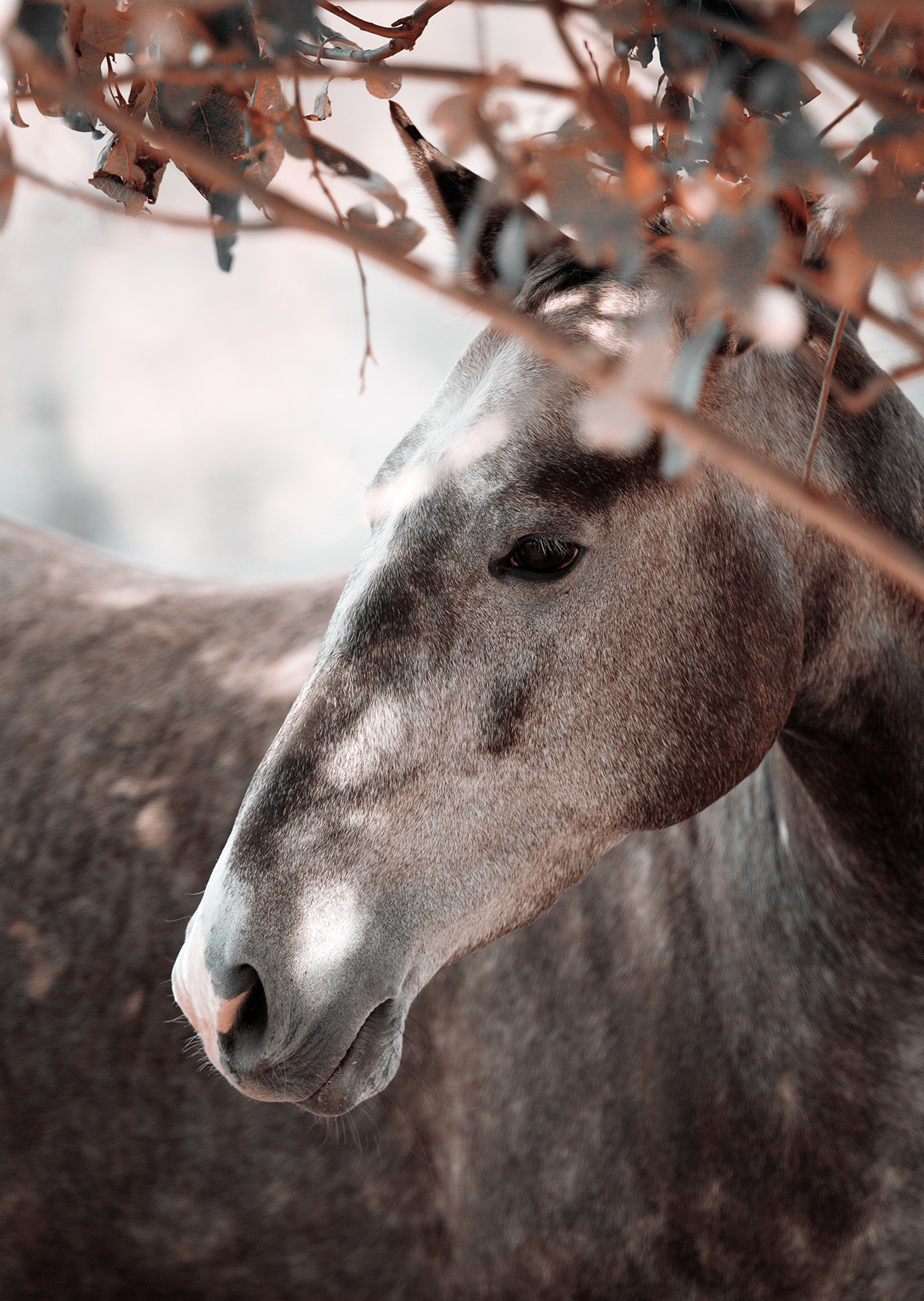 Ахалтекинская кобыла 