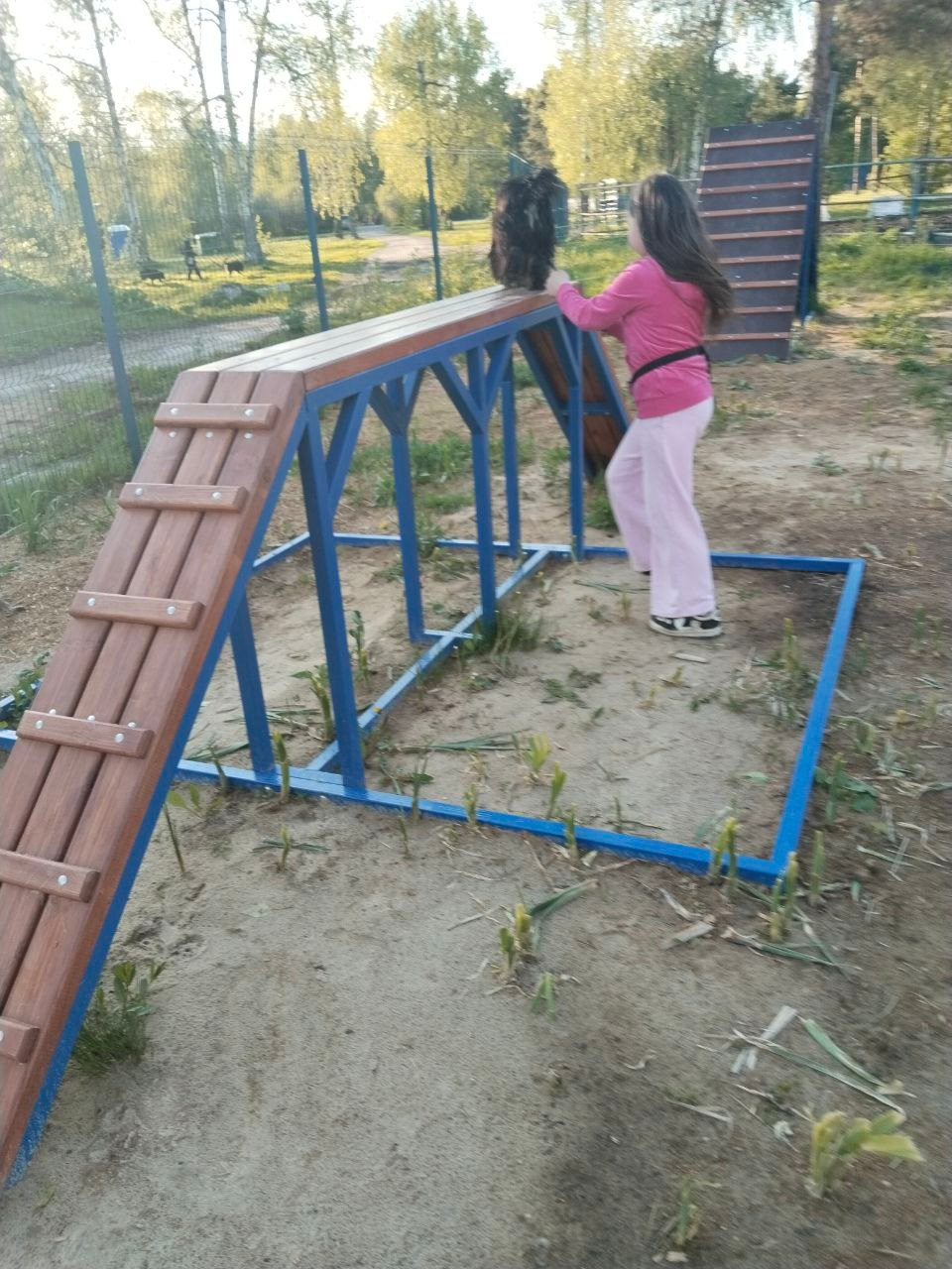 Практические занятия по дрессировке. НРОО КЦ "Собаковод"