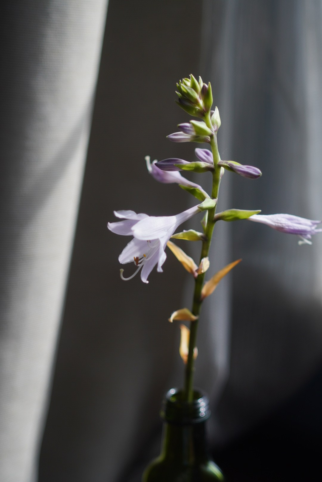 Натюрморт. Настасья Проценко. Фотограф