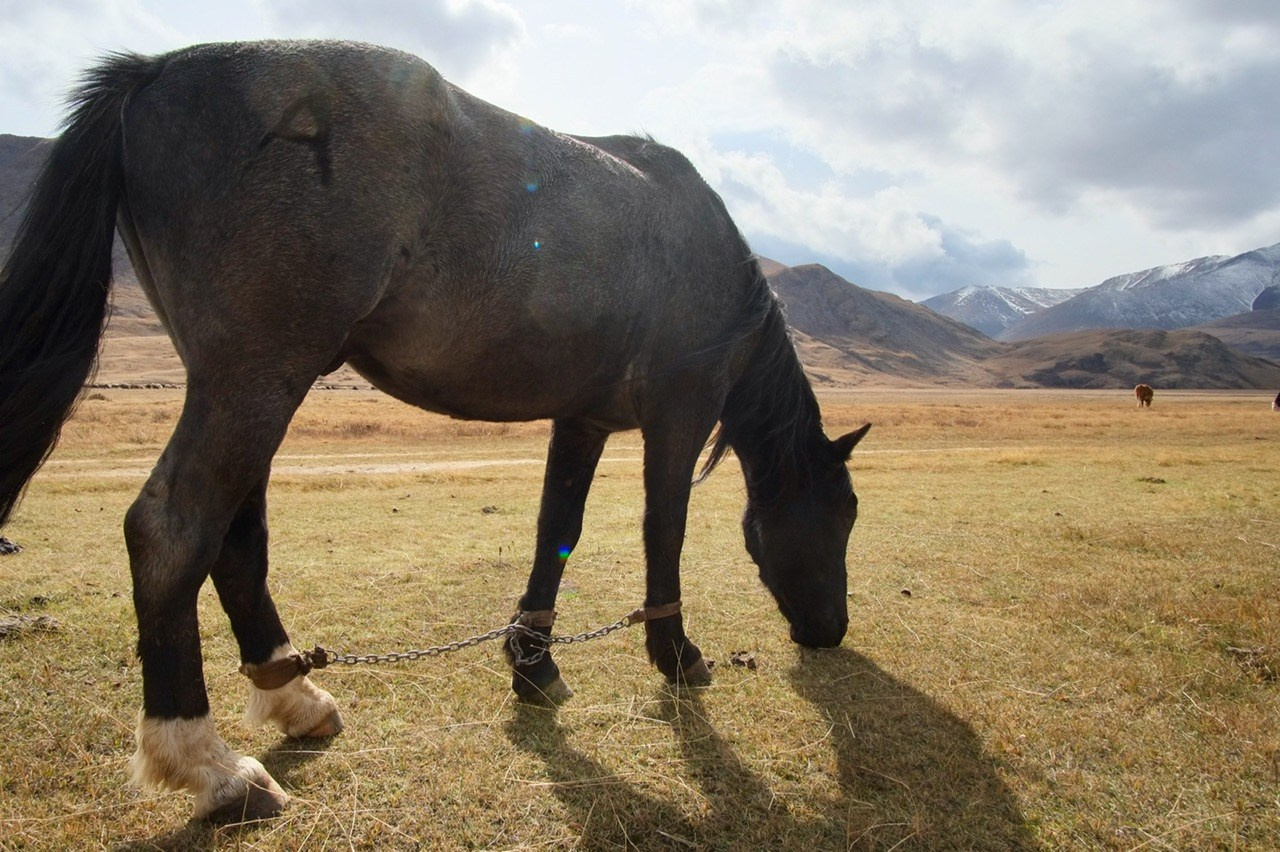 Алтай. Фотограф Евгений Андреев
