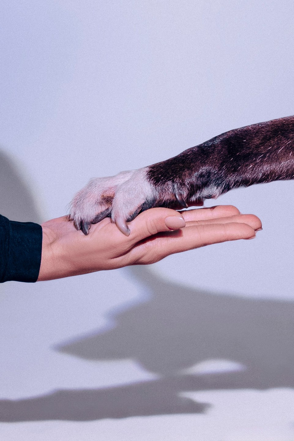 Съемка в студии с собакой. Анастасия Белаш