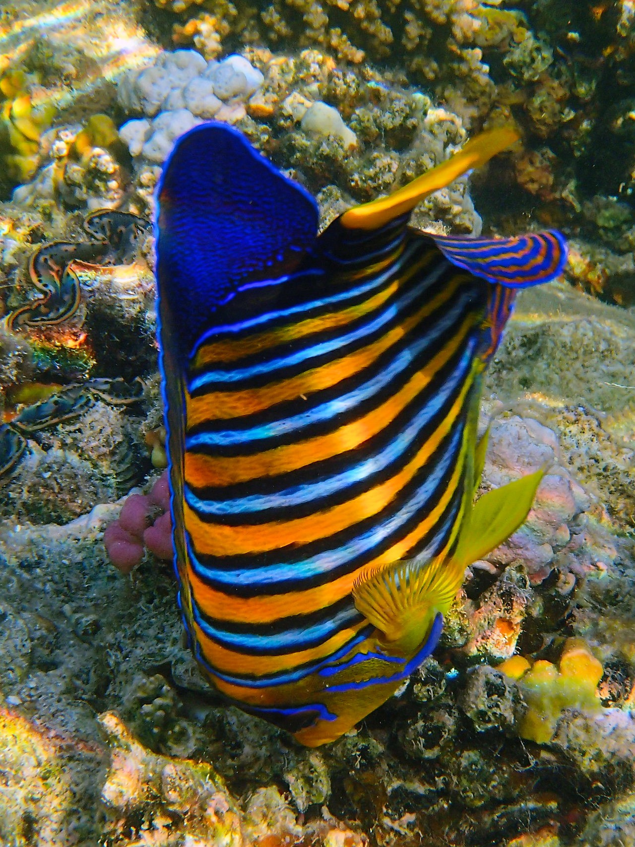 Мне посмотреть. Рыбов показываю