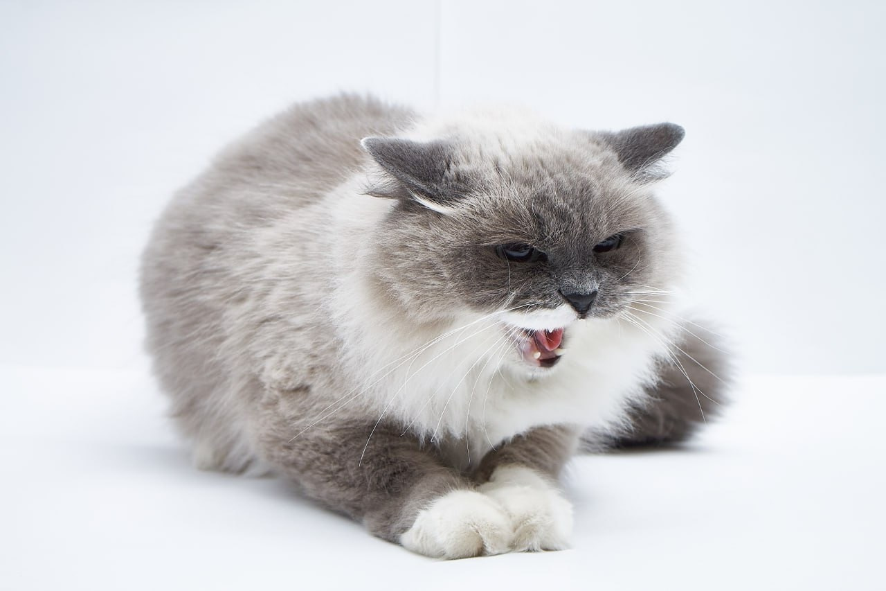 Фотосессия для сайта Ветеринарной клиники. Персональный и коммерческий фотограф в Тюмени Полина Лапардина