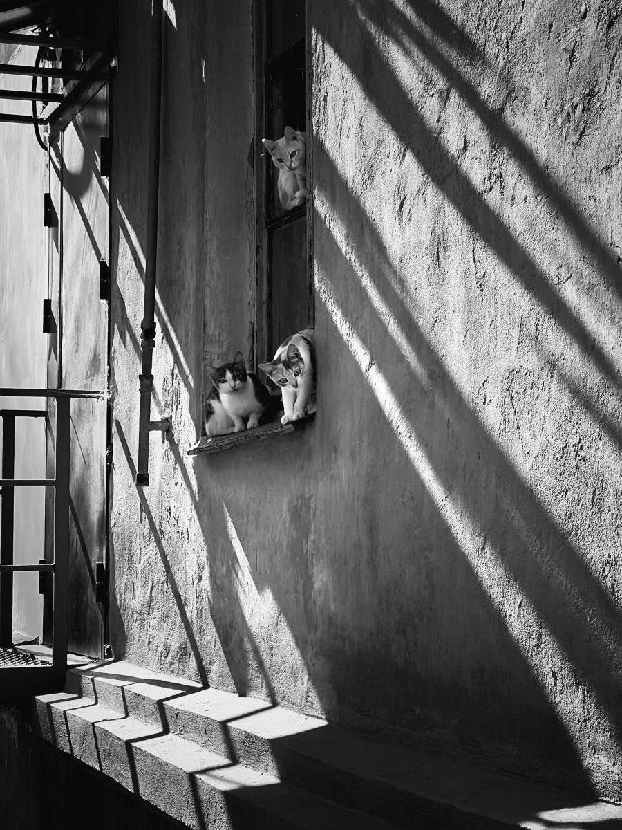 Челлендж «Свет решает все». Лучшие кадры. Женский семейный фотограф Тула Москва Захарова Анна