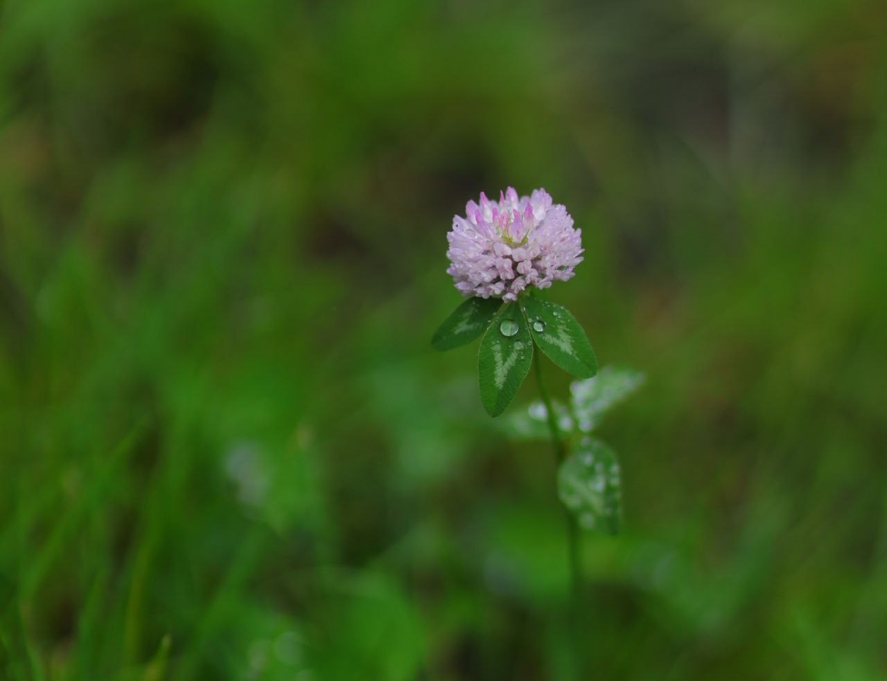 Проект «366»|2024|Фото каждый день. LENA GRACE photographer ||ЛЕНА ГРЭЙС фотограф