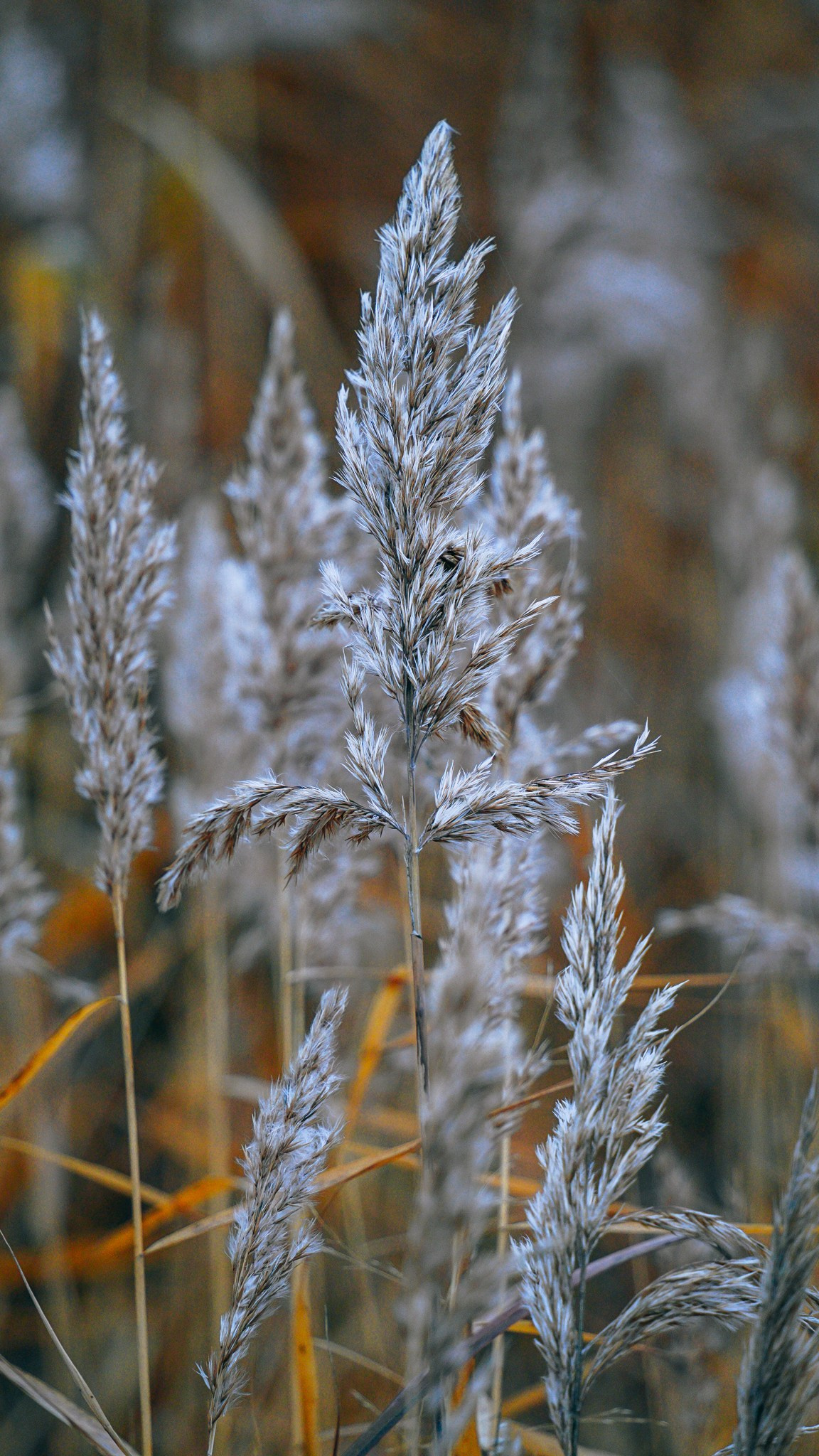 Дагестан 2023. Человек с фотокамерой