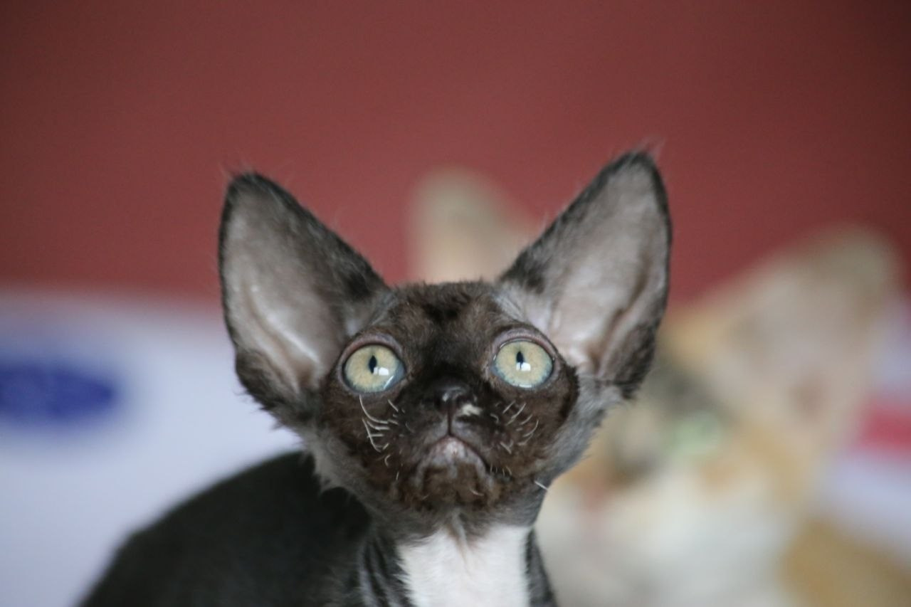 DRX n 09 кошечка Nevskiy Favorite Marbella готова к резерву 🧿 д/р 03.02.26. Nevskiy Favorite — питомник девон-рексов в Санкт-Петербурге. Здоровые, ласковые и редкие котята