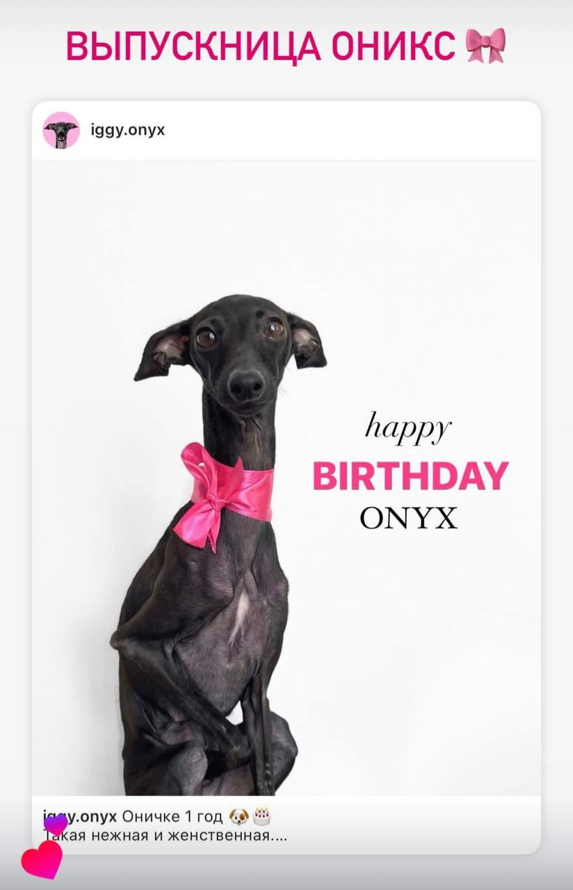 Празднуем дни Рождения. Профессиональный питомник левреток РКФ/FCI ASTI SAPPHIRE 💎 Сочи|Санкт-Петербург