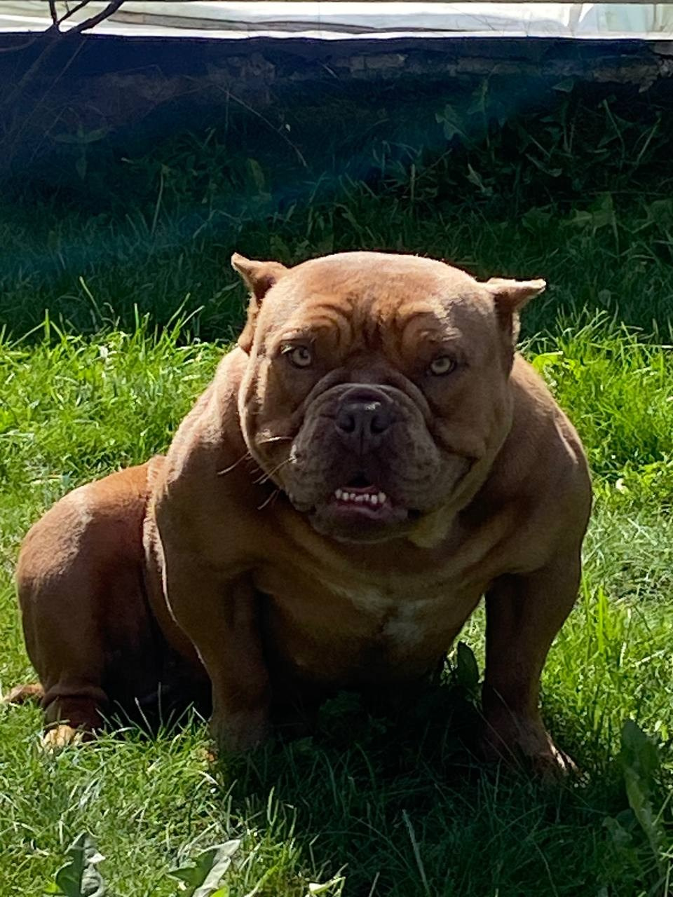 Купить Булли Пермь, Купить Американского Булли Пермь, Американский Булли Пермь, Купить щенка Булли Пермь,  Питомник Американских булли Пермь, 