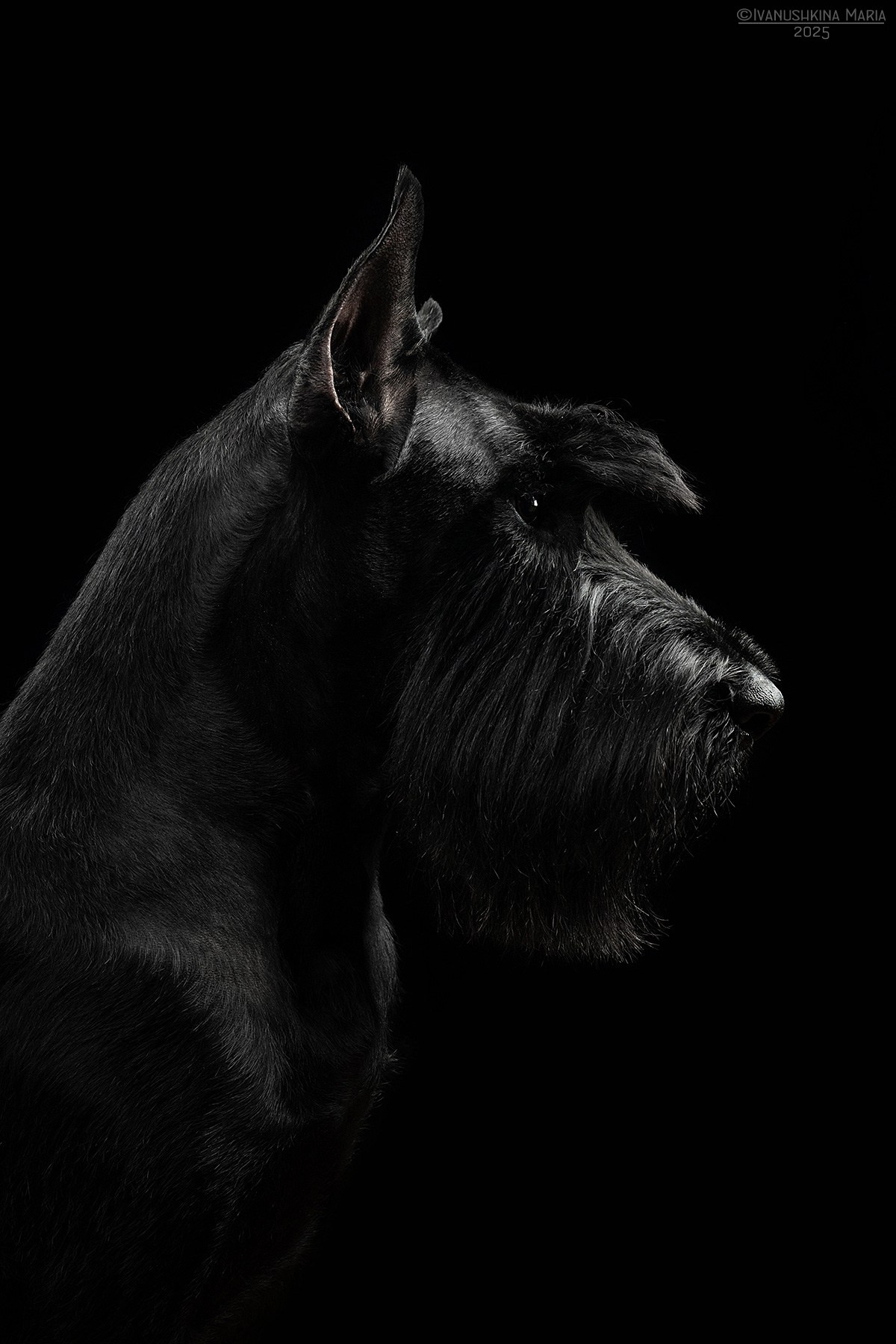 Фотосессия собаки в студии. Фотограф собак в Москве и Московской области Иванушкина Мария