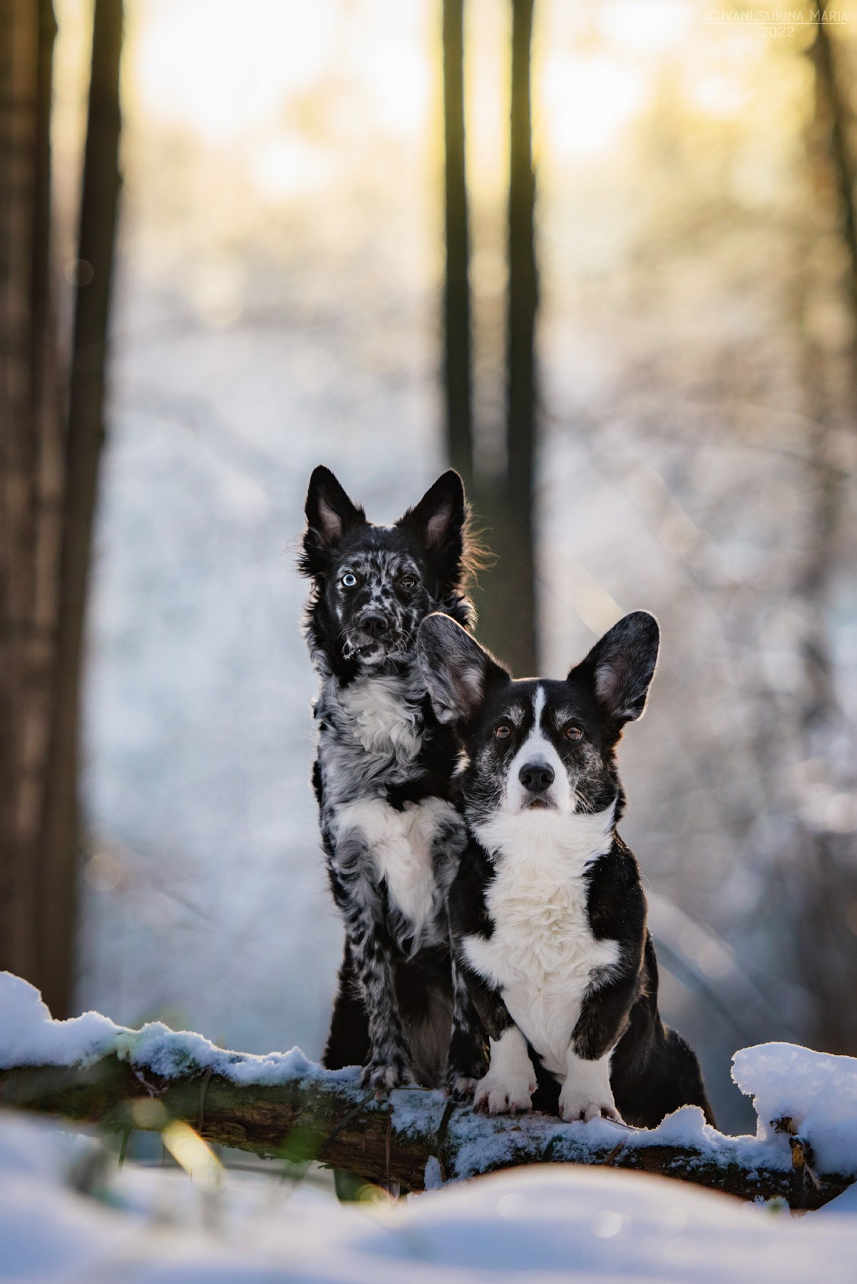 Фотограф-анималист. Фотограф собак в Москве и Московской области Иванушкина Мария