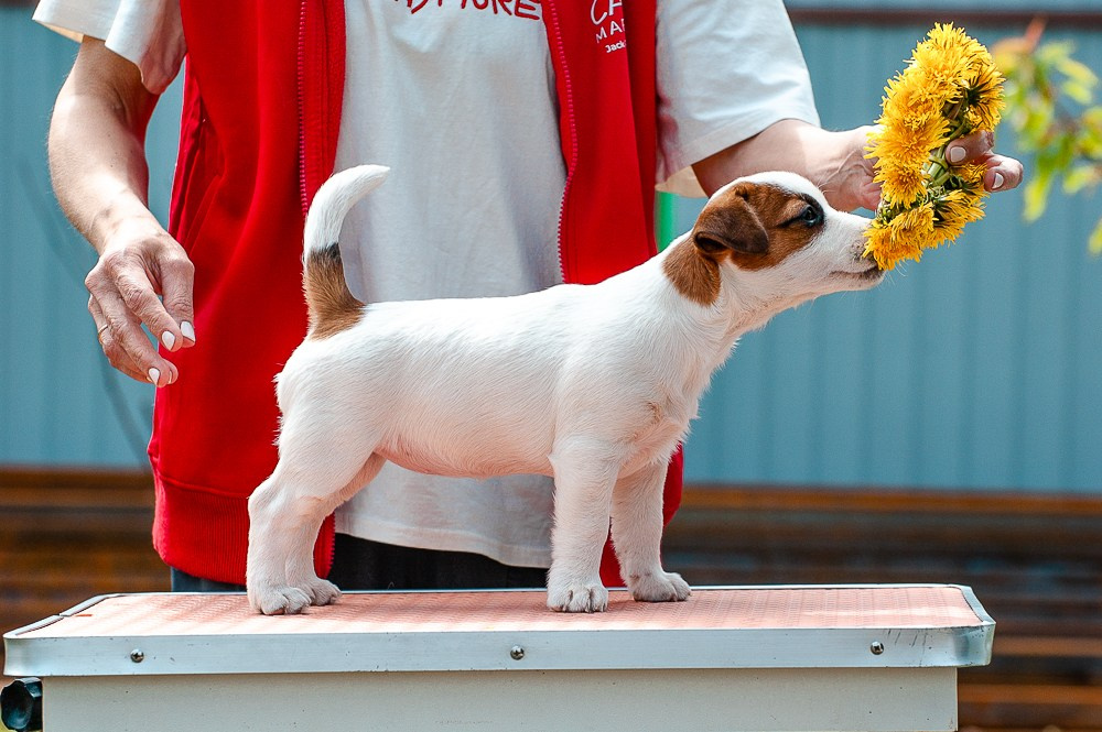 КАНЕ МАЭСТРО ФЕРИТЕЙЛ. Девочка гладкошерстная из питомника КАНЕ МАЭСТРО. Ровные лапки. Шикарный темперамент. Продается. Щенок находится в г. Рязань. Купить. Возраст 3,5 месяца. Все прививки сделаны.