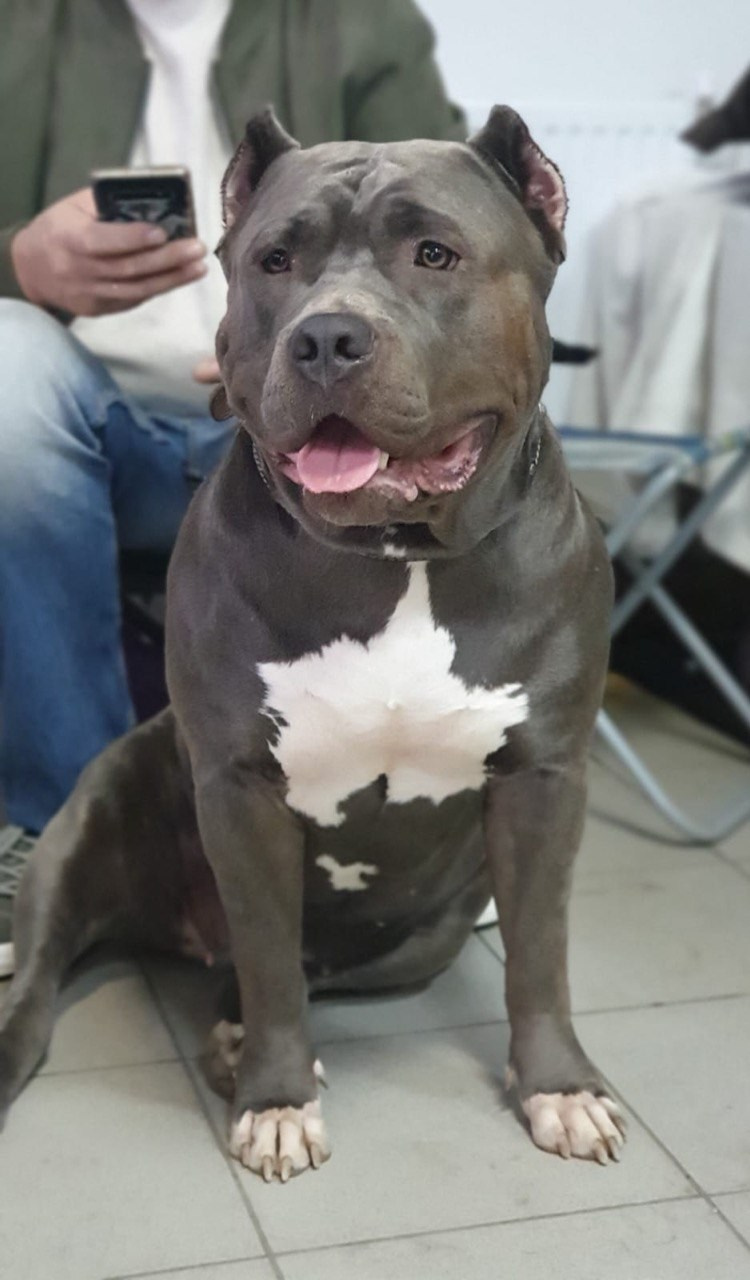 UPB’s Queenie & Zeus. 16.04.24. Американские булли XL в г. Калининград. Питомник Great Bully UNIVERSE