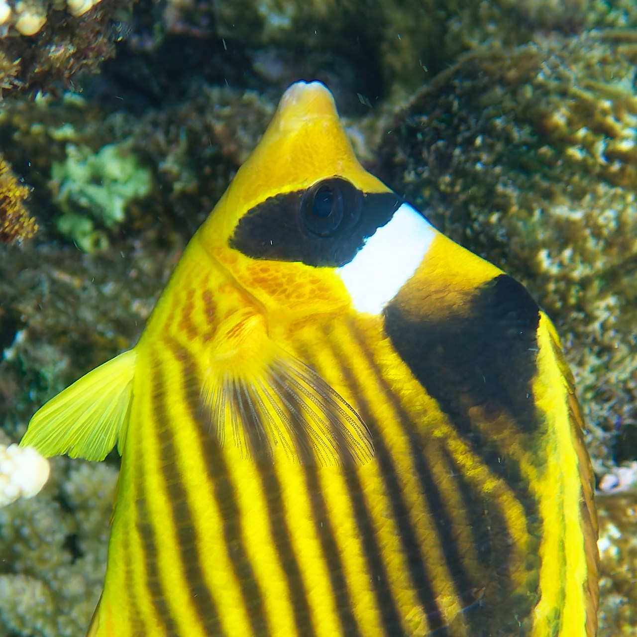 Мне посмотреть. Рыбов показываю