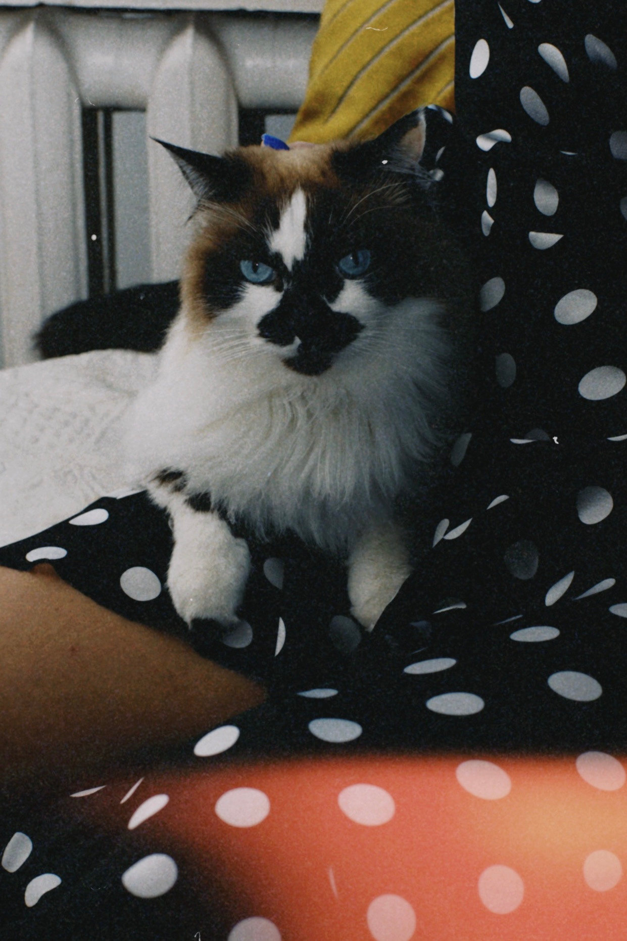 Алена. Ксения Цыз. Женский портретный фотограф в городе Екатеринбург