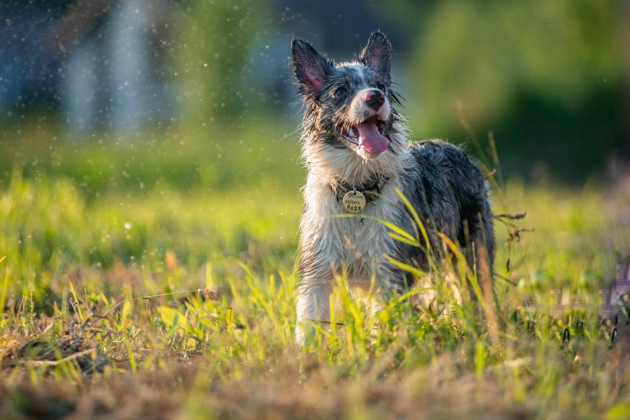 Фритсвит. Семейный фотограф Ефремова Виктория