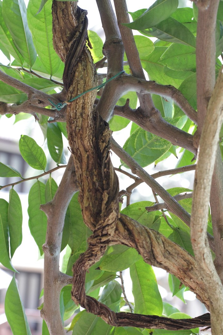 Тайланд 2014 г. Улица, люди, жизнь…