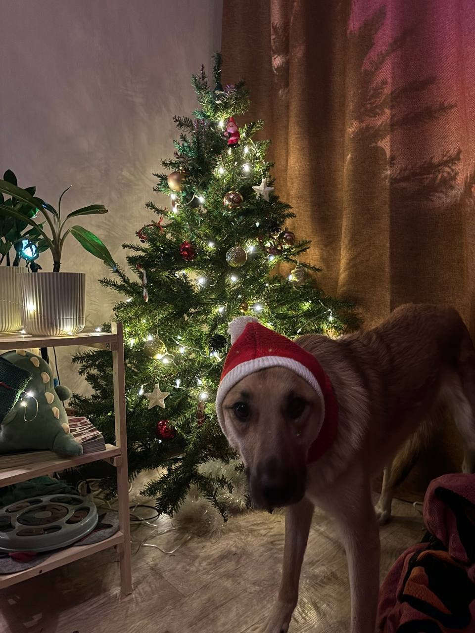 Уже дома. Забери домой друга