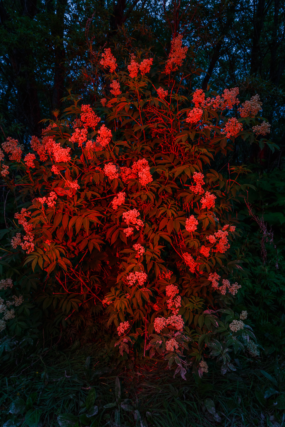 Даниил Демкин