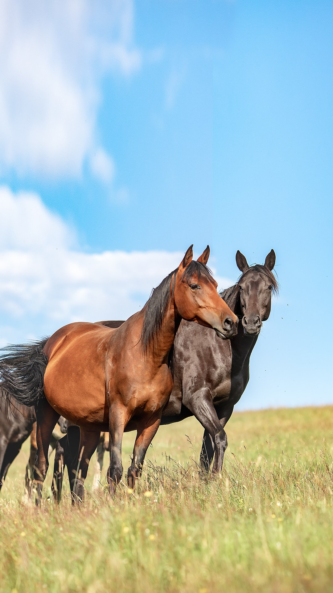 Карачаево-Черкесия '23. BrisArts