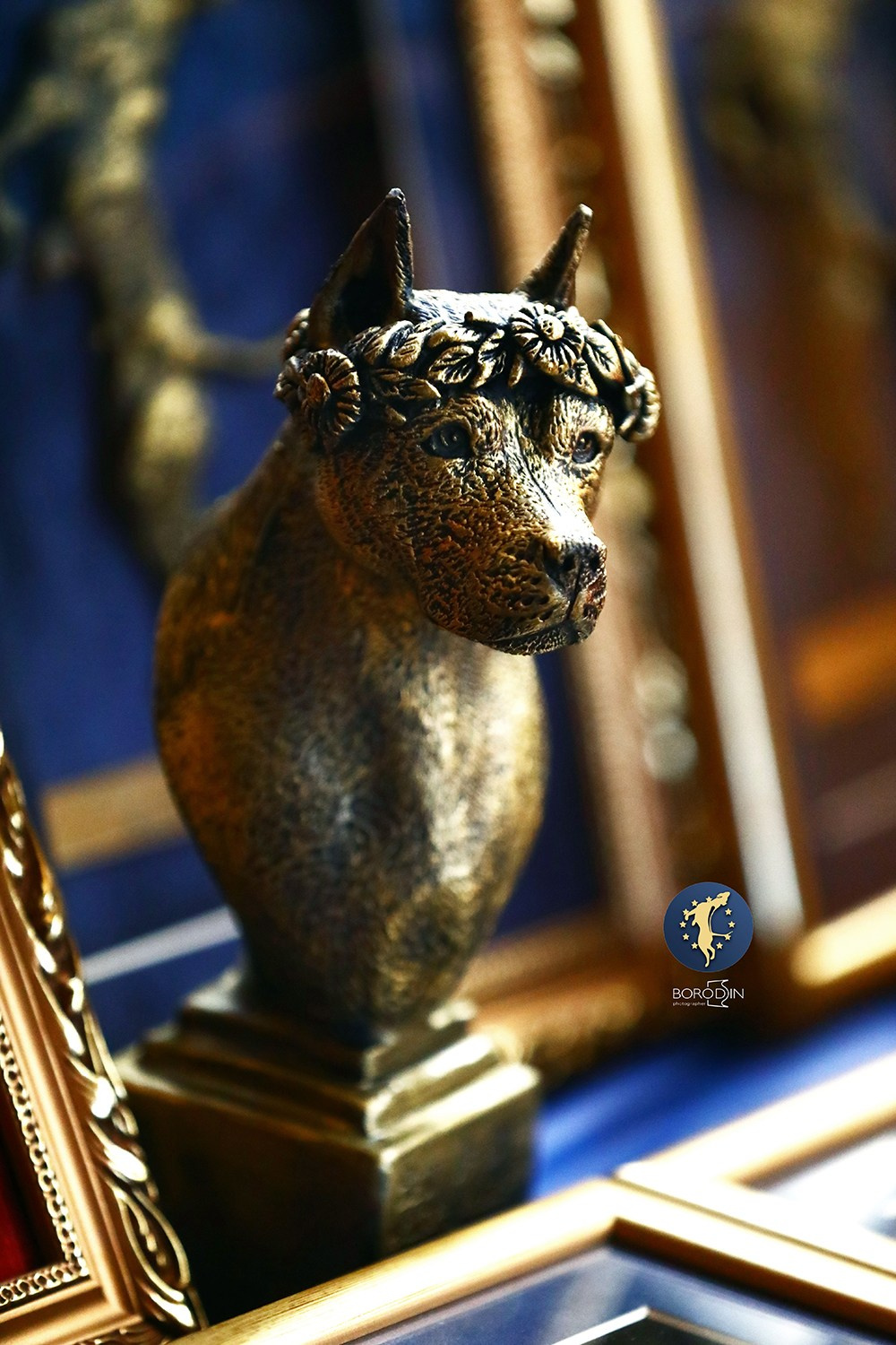 18.05.2024 Amstaff Major 2024, Italy. Фотограф Дмитрий Бородин