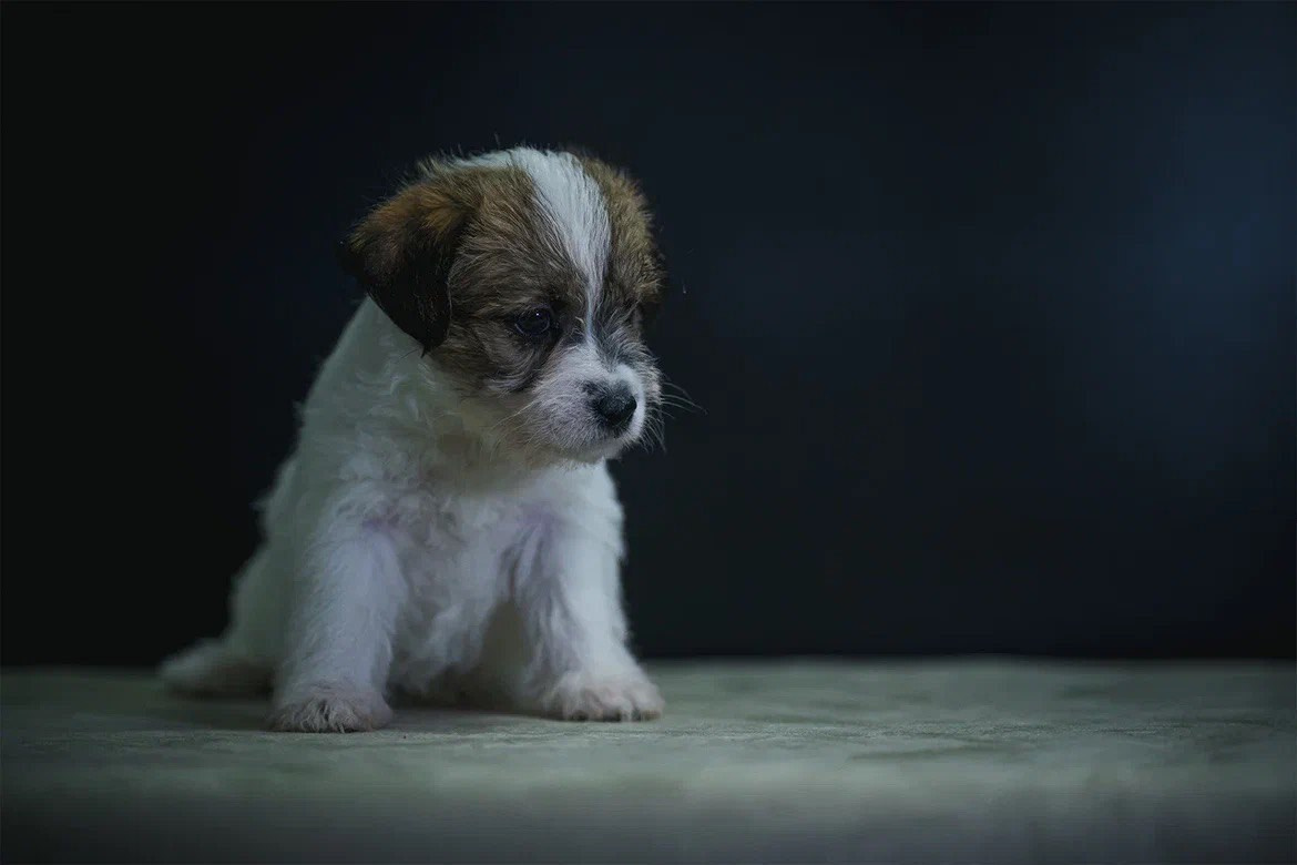 Сука 4. Lovely-Orange питомник джек рассел терьеров