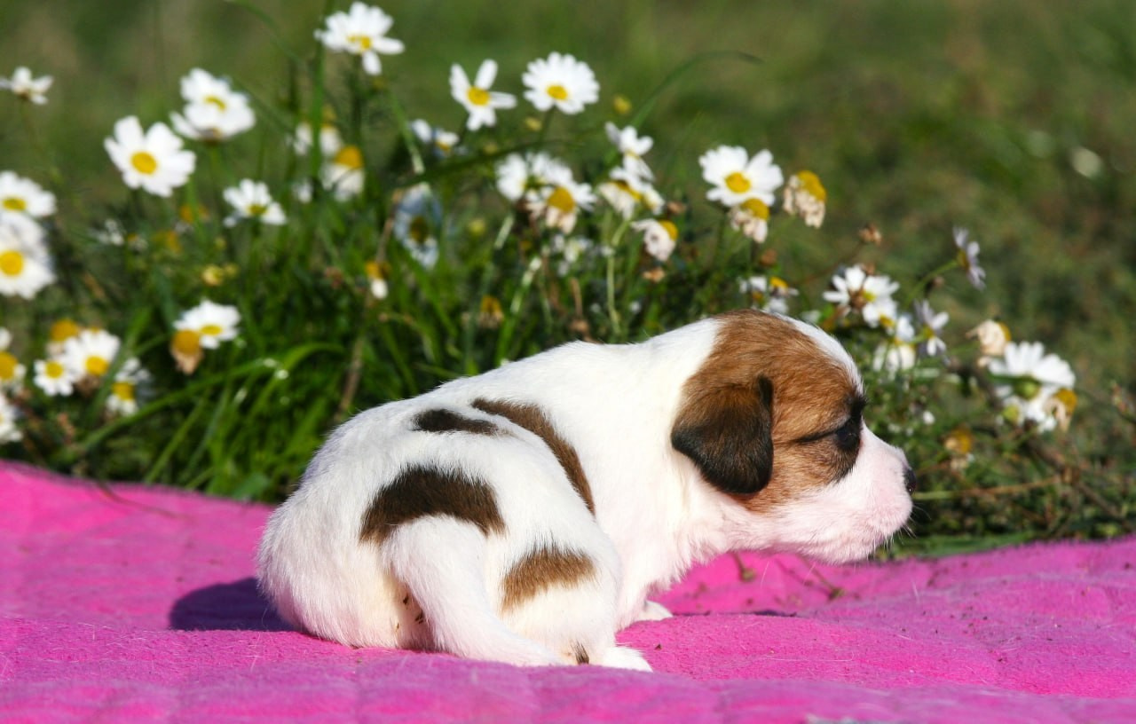 Сука 3. Lovely-Orange питомник джек рассел терьеров