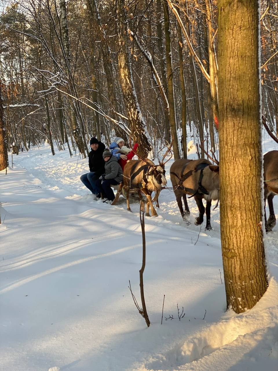В гости к северным оленям | 02.12.2023. Галерея Фантим